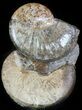 Pair Of Hoploscaphites Ammonites In Concretion - South Dakota #46869-1